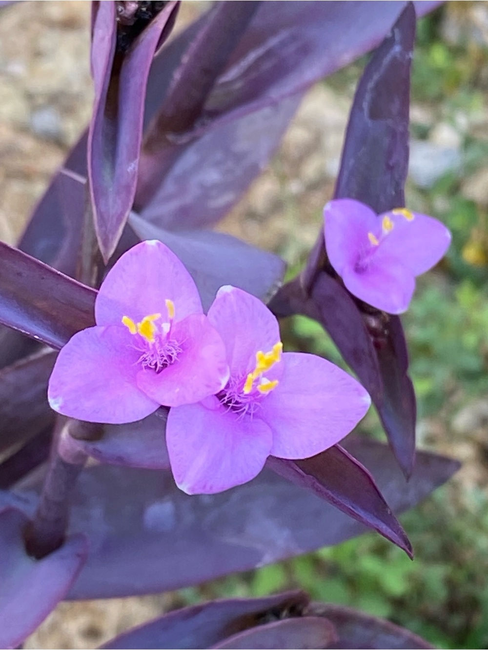 Purple Heart Plant Cuttings